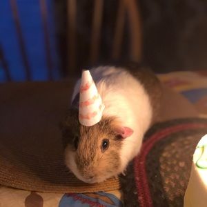 Meet your Posher, Frances